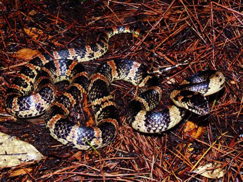 lycodon semicarinatus|The Scientific Naturalist .